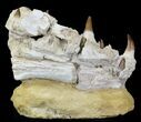 Really Cool Mosasaur (Eremiasaurus) Jaw Section #31775-1